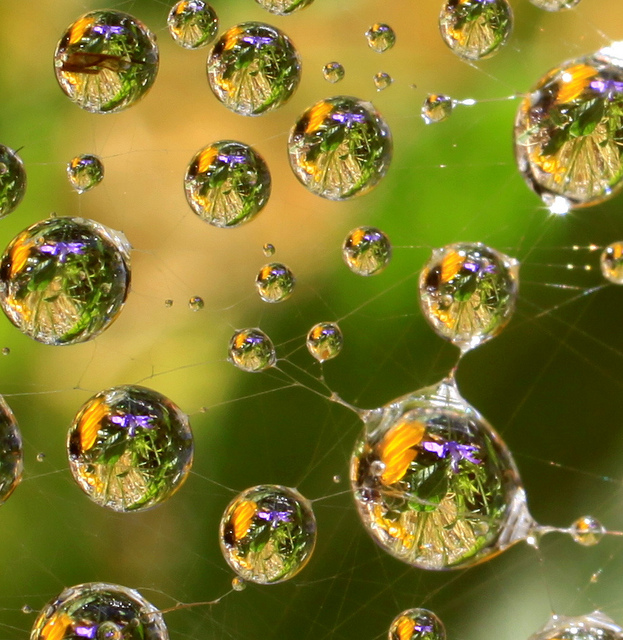 5528437386_f2bc542360_z