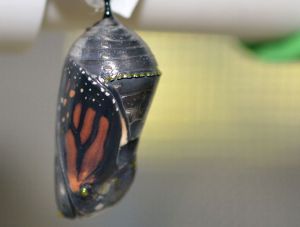 Monarch chrysalis dark b 9-27-12
